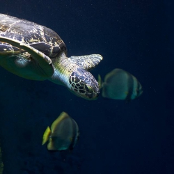 Haus des Meeres - Aqua Terra Zoo