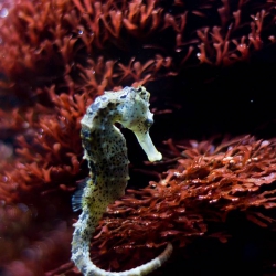 Haus des Meeres - Aqua Terra Zoo