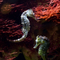 Haus des Meeres - Aqua Terra Zoo