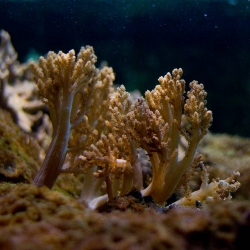 Haus des Meeres - Aqua Terra Zoo