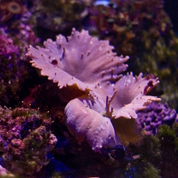 Haus des Meeres - Aqua Terra Zoo