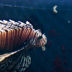 Haus des Meeres - Aqua Terra Zoo