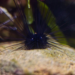 Haus des Meeres - Aqua Terra Zoo