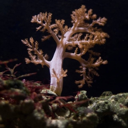 Haus des Meeres - Aqua Terra Zoo