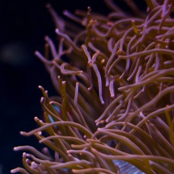 Haus des Meeres - Aqua Terra Zoo
