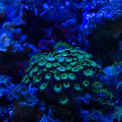 Haus des Meeres - Aqua Terra Zoo