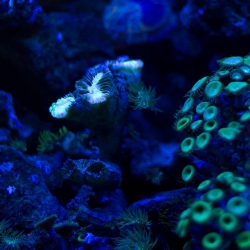 Haus des Meeres - Aqua Terra Zoo