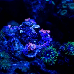 Haus des Meeres - Aqua Terra Zoo