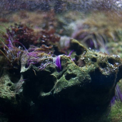 Haus des Meeres - Aqua Terra Zoo
