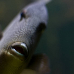 Haus des Meeres - Aqua Terra Zoo
