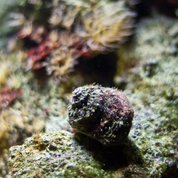 Haus des Meeres - Aqua Terra Zoo
