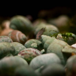 Haus des Meeres - Aqua Terra Zoo