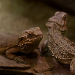 Haus des Meeres - Aqua Terra Zoo