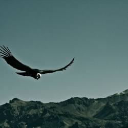 condor