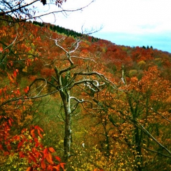 analogue image with desposible camera